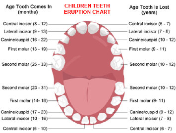 Children dental, teeth eruption chart, pediatric dentistry, orthodontist, orthodontics, lawrenceville, norcross, ga, georgia